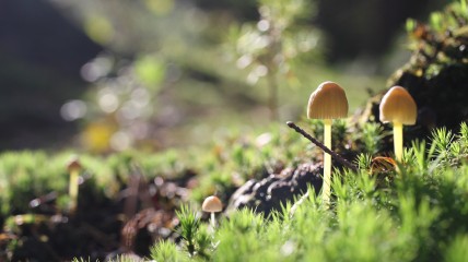 Valentijntocht , poëtische wandeling met dwarsfluit